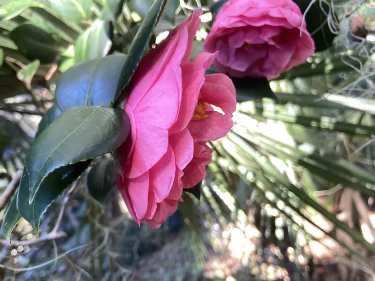 Camellia japonica 'Barbara Colbert' flower