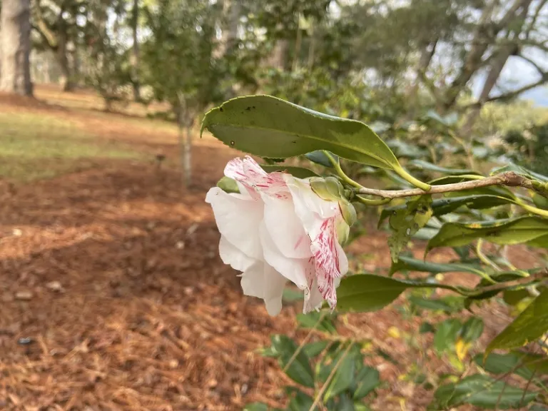 Camellia japonica 'Betty Foy Sanders' flower