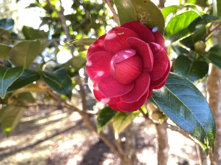 Camellia japonica 'Black Tie' flower