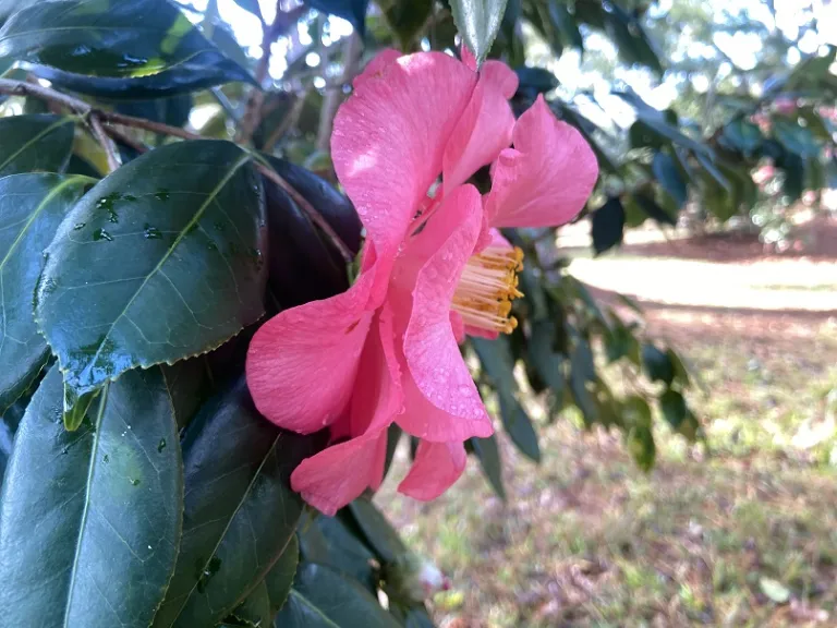 Camellia japonica 'Brenda Beach' flower