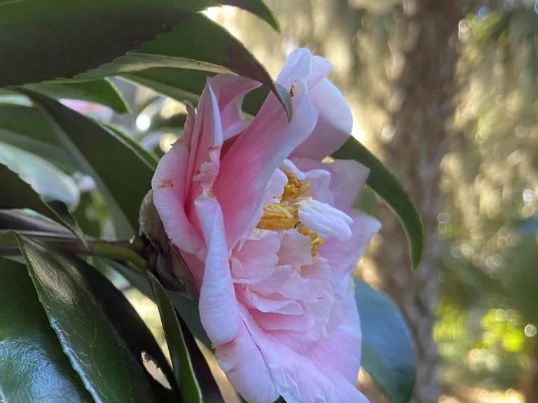 Camellia japonica 'C. M. Wilson' flower