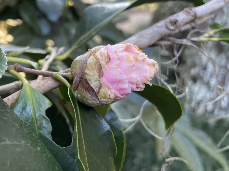 Camellia japonica 'C. M. Wilson' flower bud