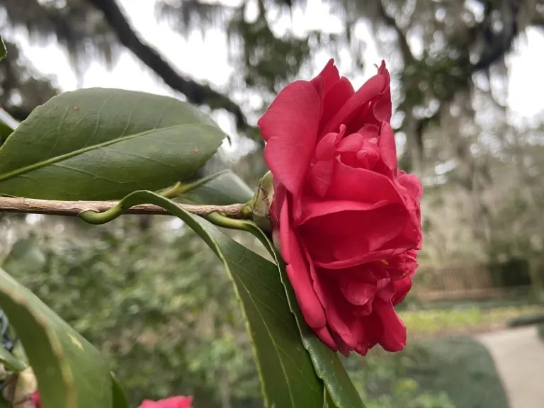 Camellia japonica 'Cardinal Richelieu' flower