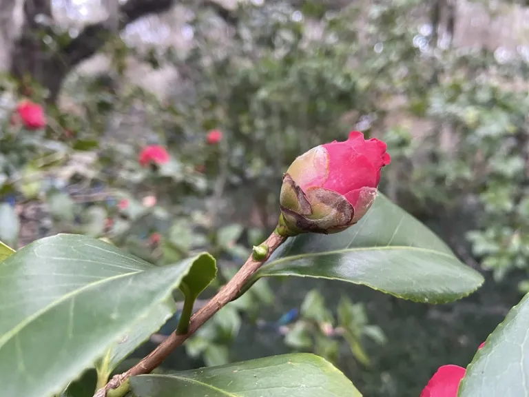 Camellia japonica 'Cardinal Richelieu' flower bud