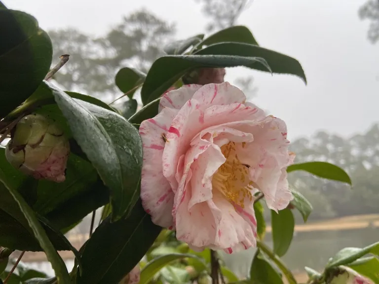 Camellia japonica 'Carter's Sunburst' flower