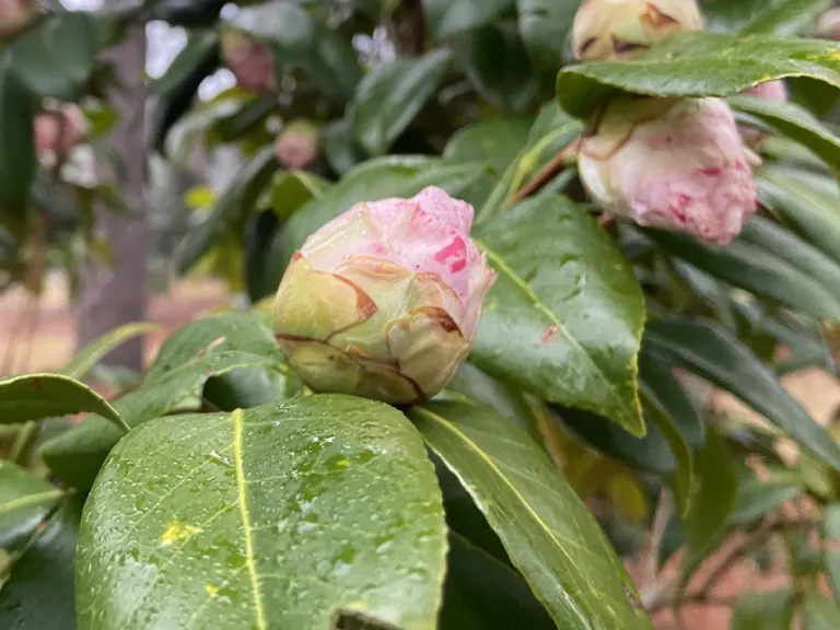 Camellia japonica 'Carter's Sunburst' flower buds