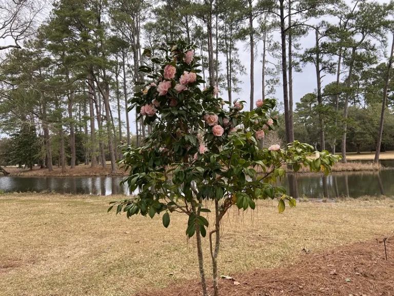 Camellia japonica 'Carter's Sunburst' flowering habit