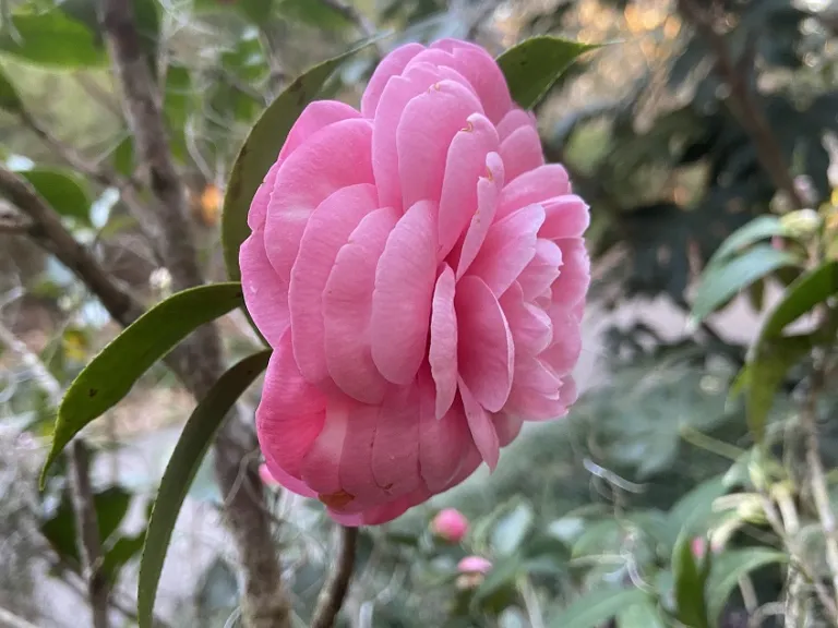 Camellia japonica 'Catherine Cathcart' flower