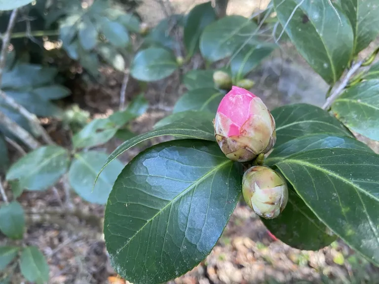 Camellia japonica 'Catherine Cathcart' flower bud