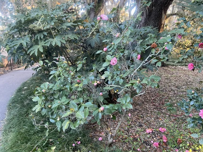 Camellia japonica 'Catherine Cathcart' flowering habit