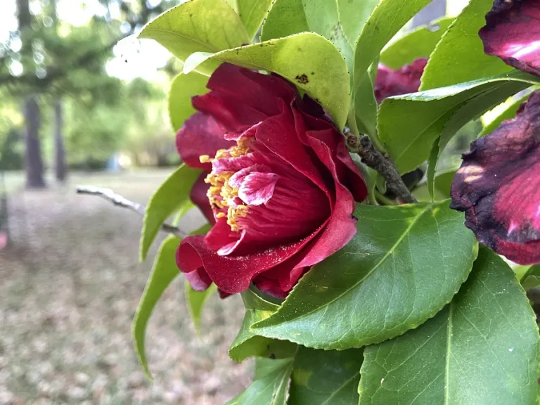 Camellia japonica 'Cherries Jubilee' flower