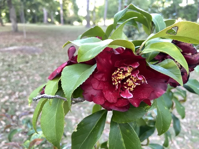 Camellia japonica 'Cherries Jubilee' flower