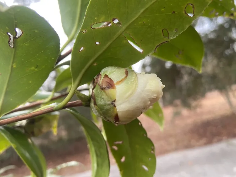 Camellia japonica 'Chow's Han-Ling' flower bud