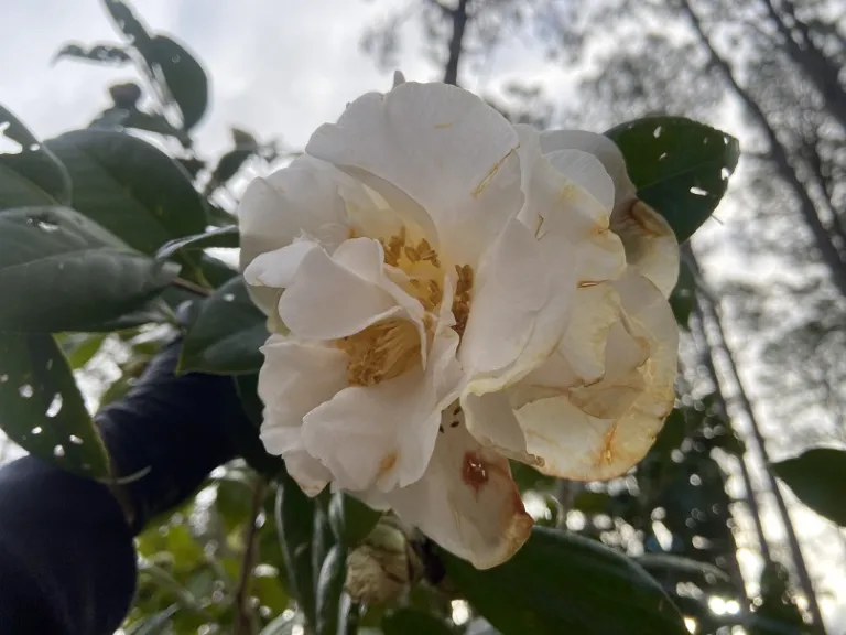 Camellia japonica 'Chow's Han-Ling' flower