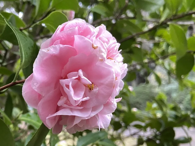 Camellia japonica 'Debutante' flower
