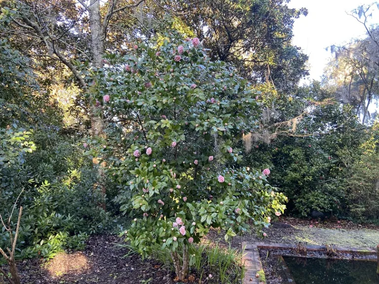Camellia japonica 'Debutante' flowering habit