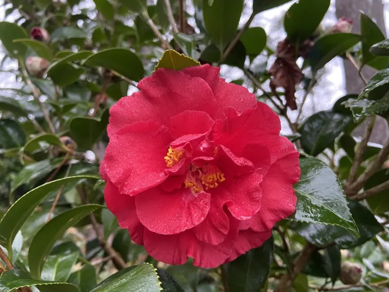 Camellia japonica 'Don-Mac' flower