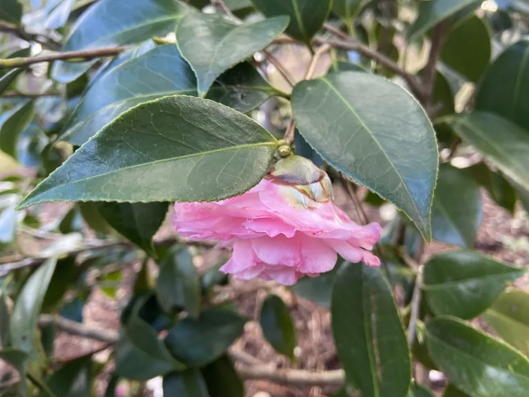 Camellia japonica 'Doris Ellis' flower