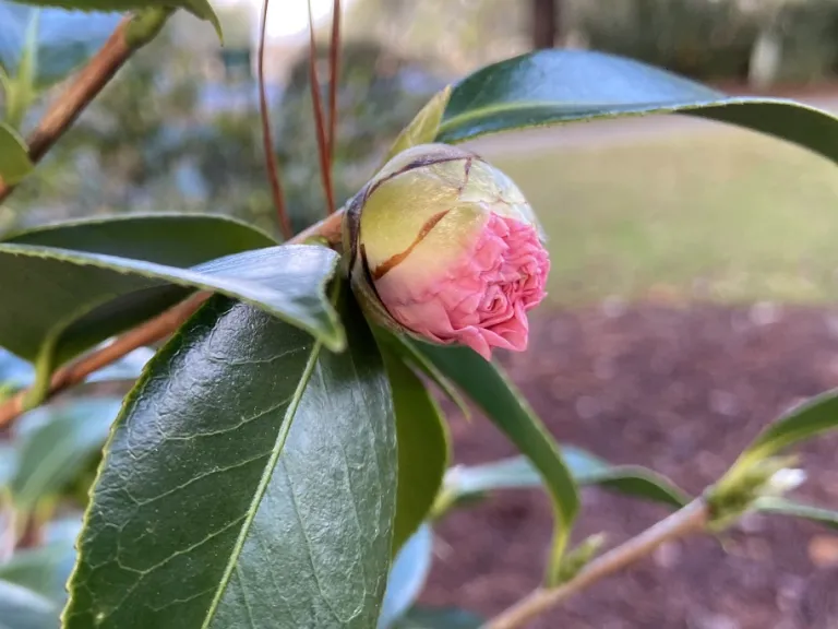 Camellia japonica 'Doris Ellis' flower bud