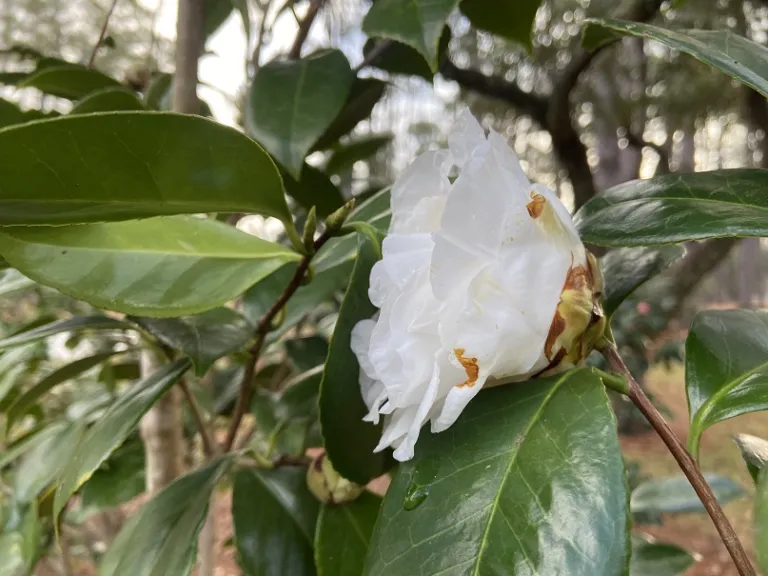 Camellia japonica 'Dorothy Chester' flower