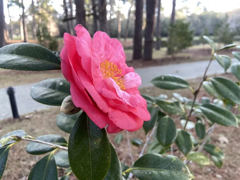 Camellia japonica 'Drama Girl' flower