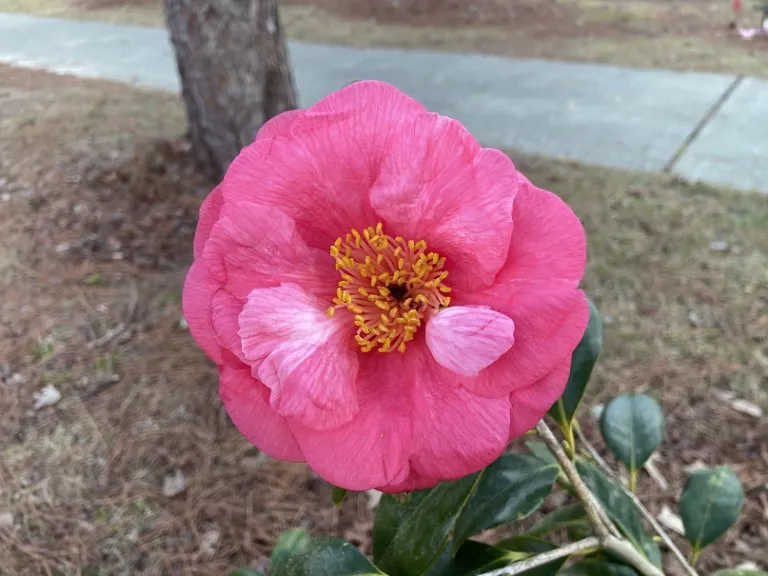 Camellia japonica 'Drama Girl' flower