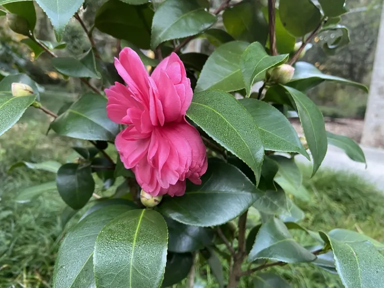 Camellia japonica 'Early Autumn' (Early Wonder®) flower