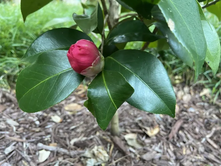 Camellia japonica 'Early Autumn' (Early Wonder®) flower bud