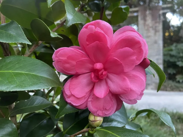 Camellia japonica 'Early Autumn' (Early Wonder®) flower