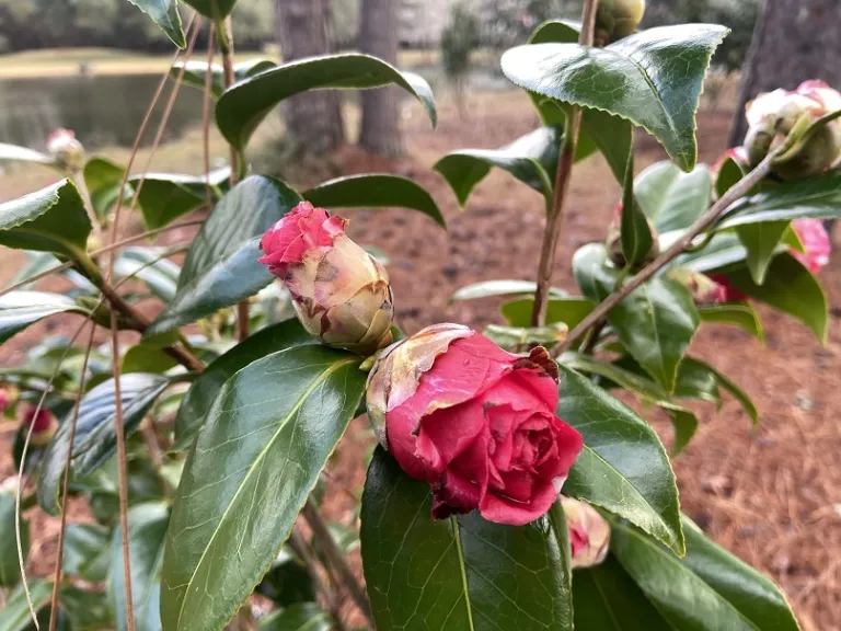 Camellia japonica 'Edna Bass Variegated' flower bud