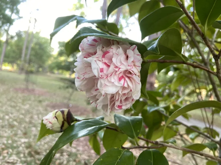 Camellia japonica 'Esther Smith' flower