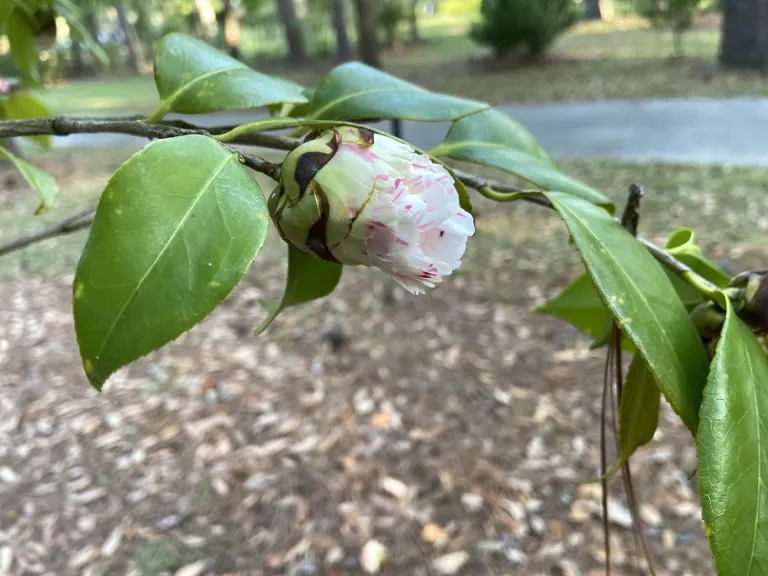 Camellia japonica 'Esther Smith' flower bud