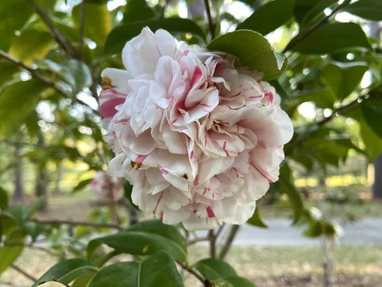 Camellia japonica 'Esther Smith' flower