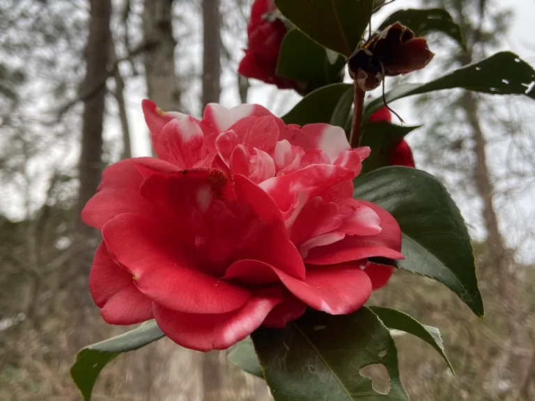 Camellia japonica 'Governor Mouton' flower