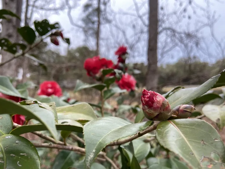 Camellia japonica 'Governor Mouton' flower bud
