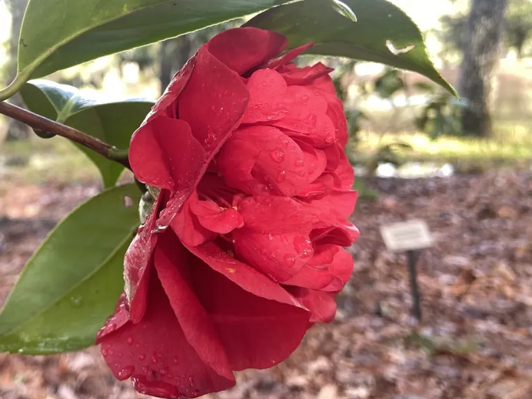 Camellia japonica 'Grand Marshal' flower