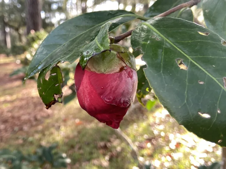 Camellia japonica 'Grand Marshal' flower bud