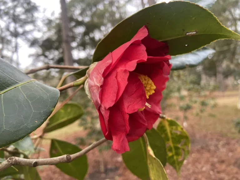 Camellia japonica 'Grand Slam' flower