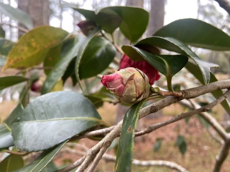 Camellia japonica 'Grand Slam' flower bud
