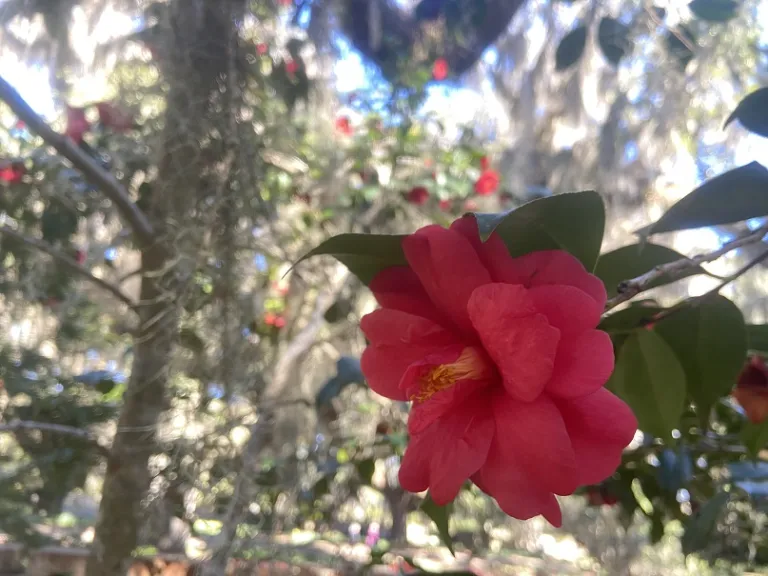 Camellia japonica 'Grandiflora Rosea' flower
