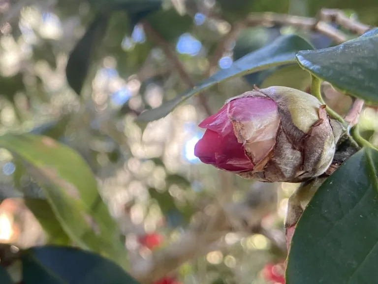 Camellia japonica 'Grandiflora Rosea' flower bud