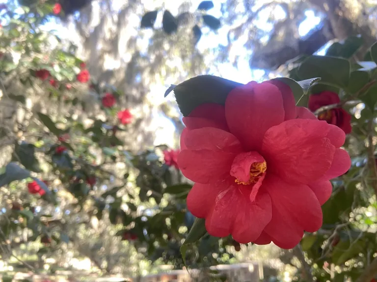 Camellia japonica 'Grandiflora Rosea' flower