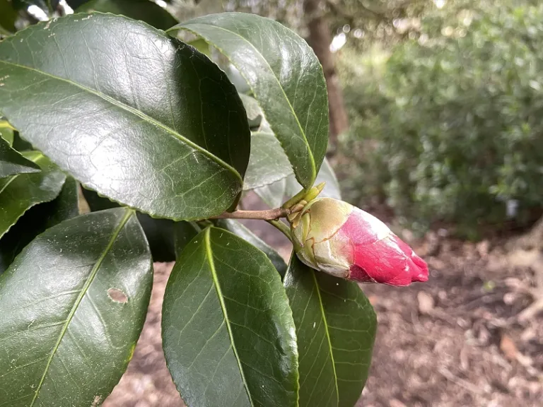 Camellia japonica 'Greensboro Red' flower bud