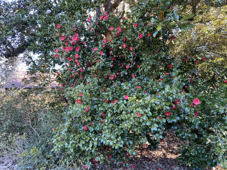 Camellia japonica 'Greensboro Red' flowering habit