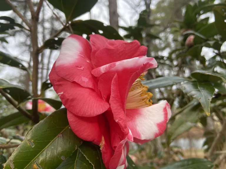 Camellia japonica 'Guilio Nuccio Variegated' flower