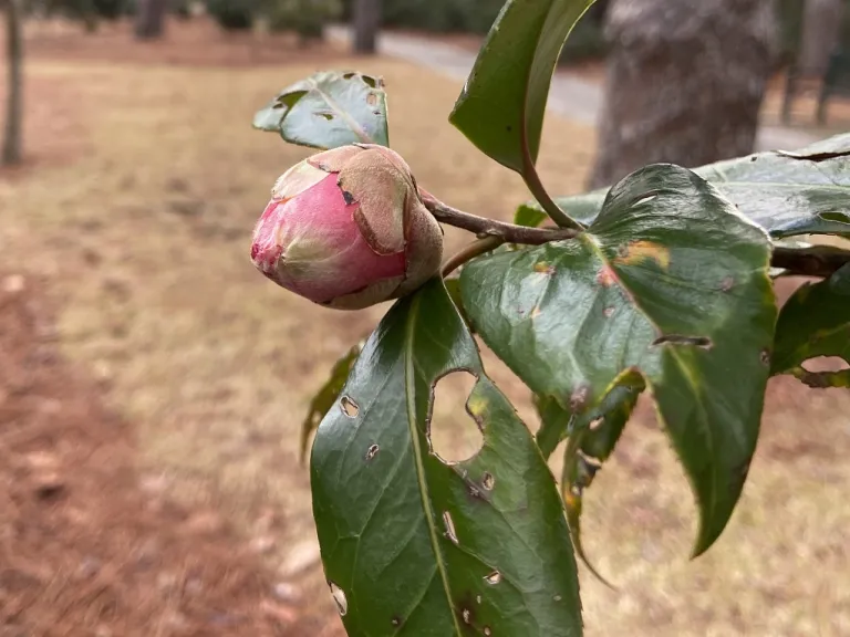 Camellia japonica 'Guilio Nuccio Variegated' flower bud