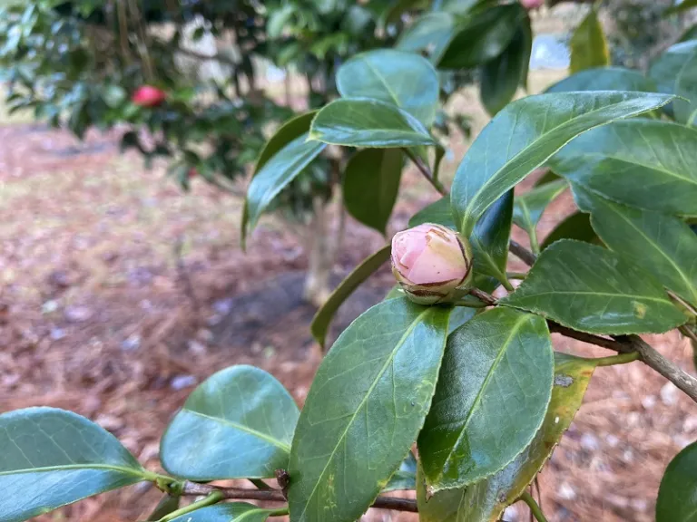 Camellia japonica 'Happy Holidays' flower bud