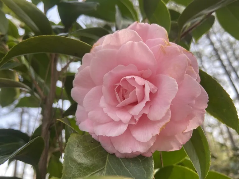 Camellia japonica 'Happy Holidays' flower