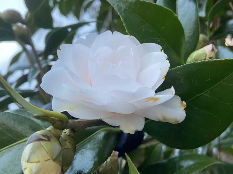 Camellia japonica 'Harriet Bisbee' flower