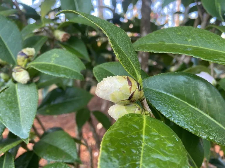 Camellia japonica 'Harriet Bisbee' flower bud